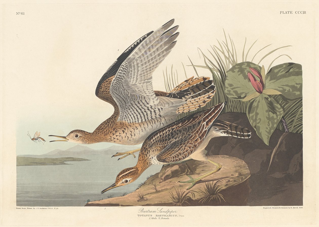 Piro-piro di Bartram da Robert Havell after John James Audubon