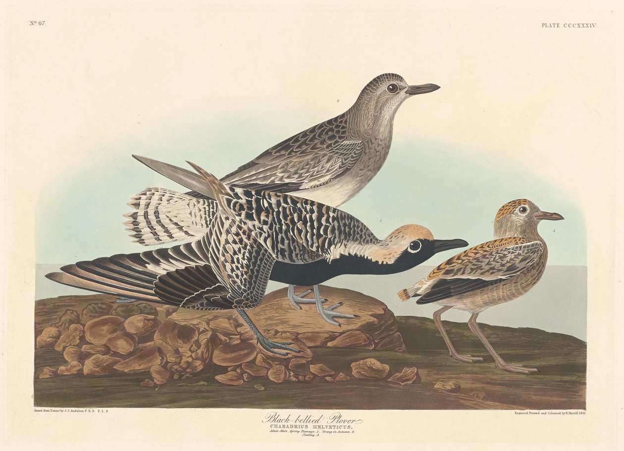 Piviere Pancianera da Robert Havell after John James Audubon