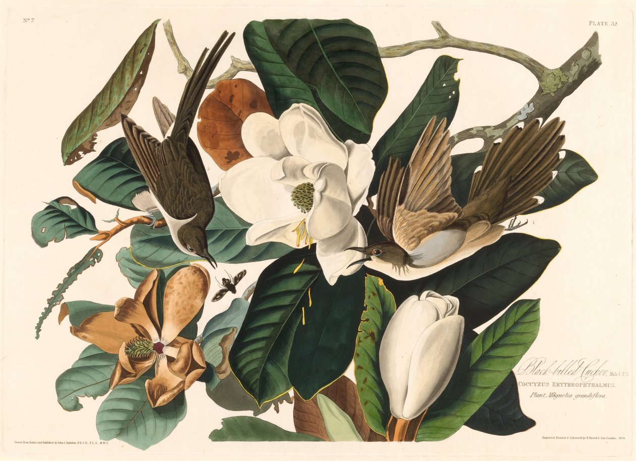 Cuculo dal becco nero da Robert Havell after John James Audubon