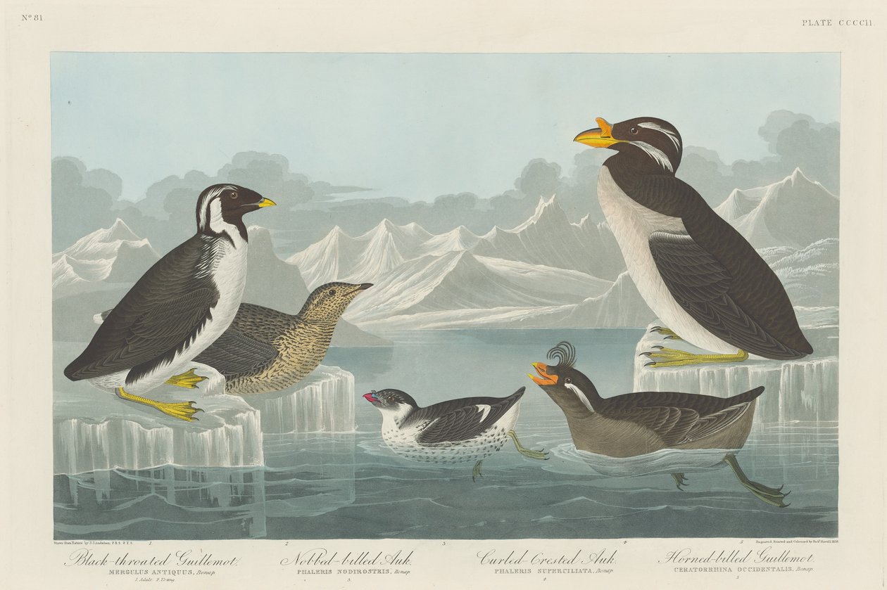 Guillemot dalla Gola Nera, Auk dal Becco Nodoso, Auk dal Ciuffo Arricciato e Guillemot dal Becco Cornuto da Robert Havell after John James Audubon