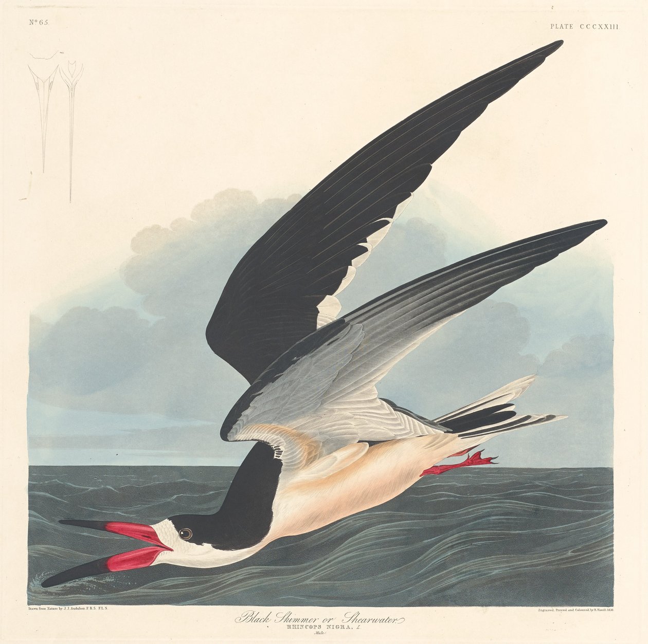 Sterna nera da Robert Havell after John James Audubon