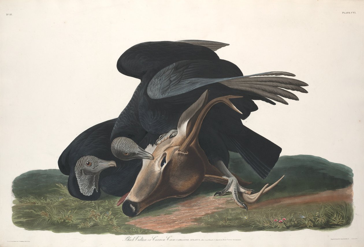 Avvoltoio Nero da Robert Havell after John James Audubon
