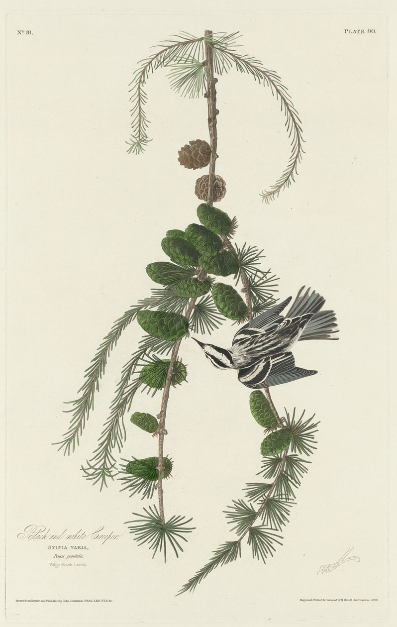 Rampicante Bianco e Nero da Robert Havell after John James Audubon