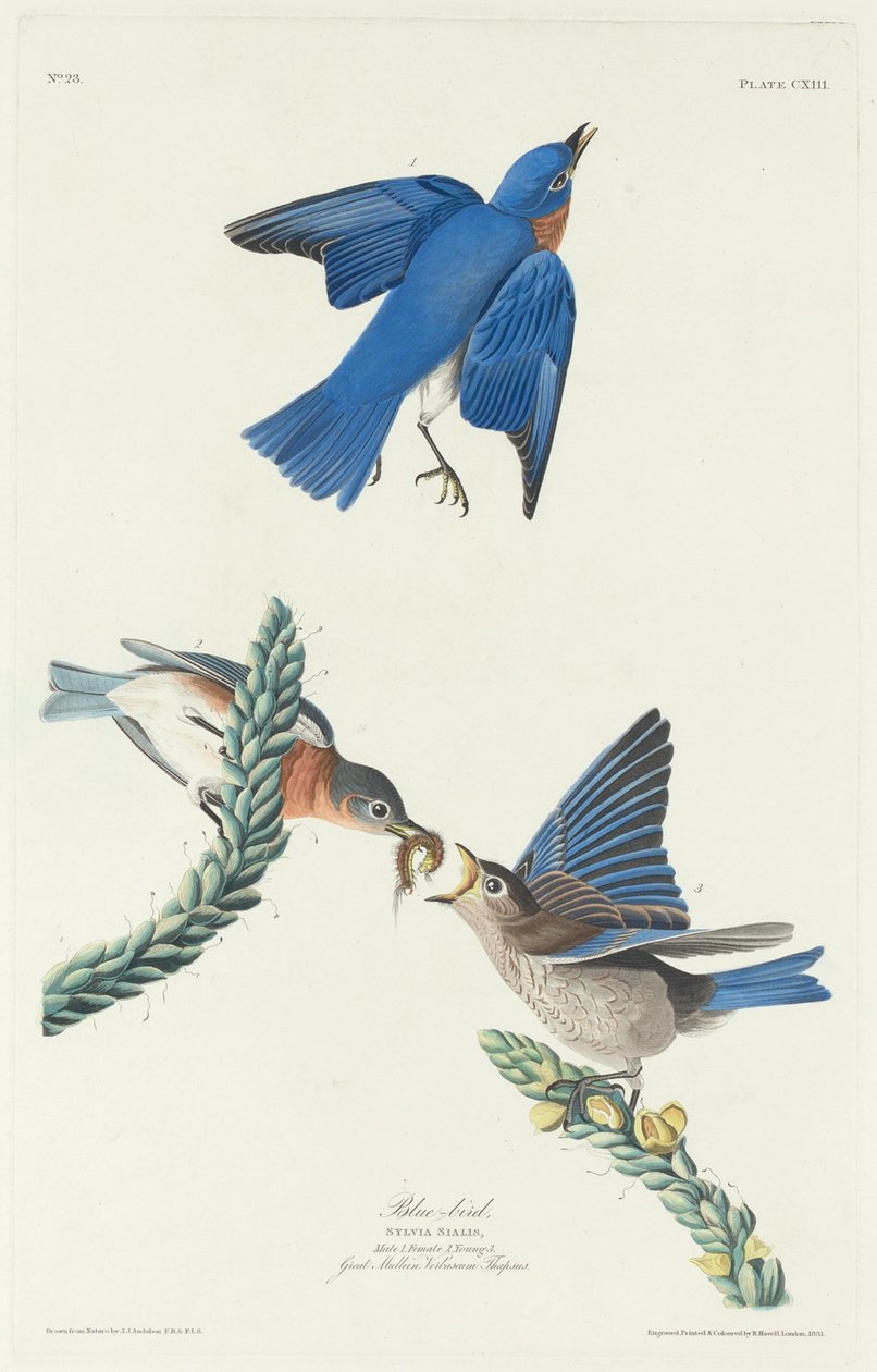 Uccello Blu da Robert Havell after John James Audubon