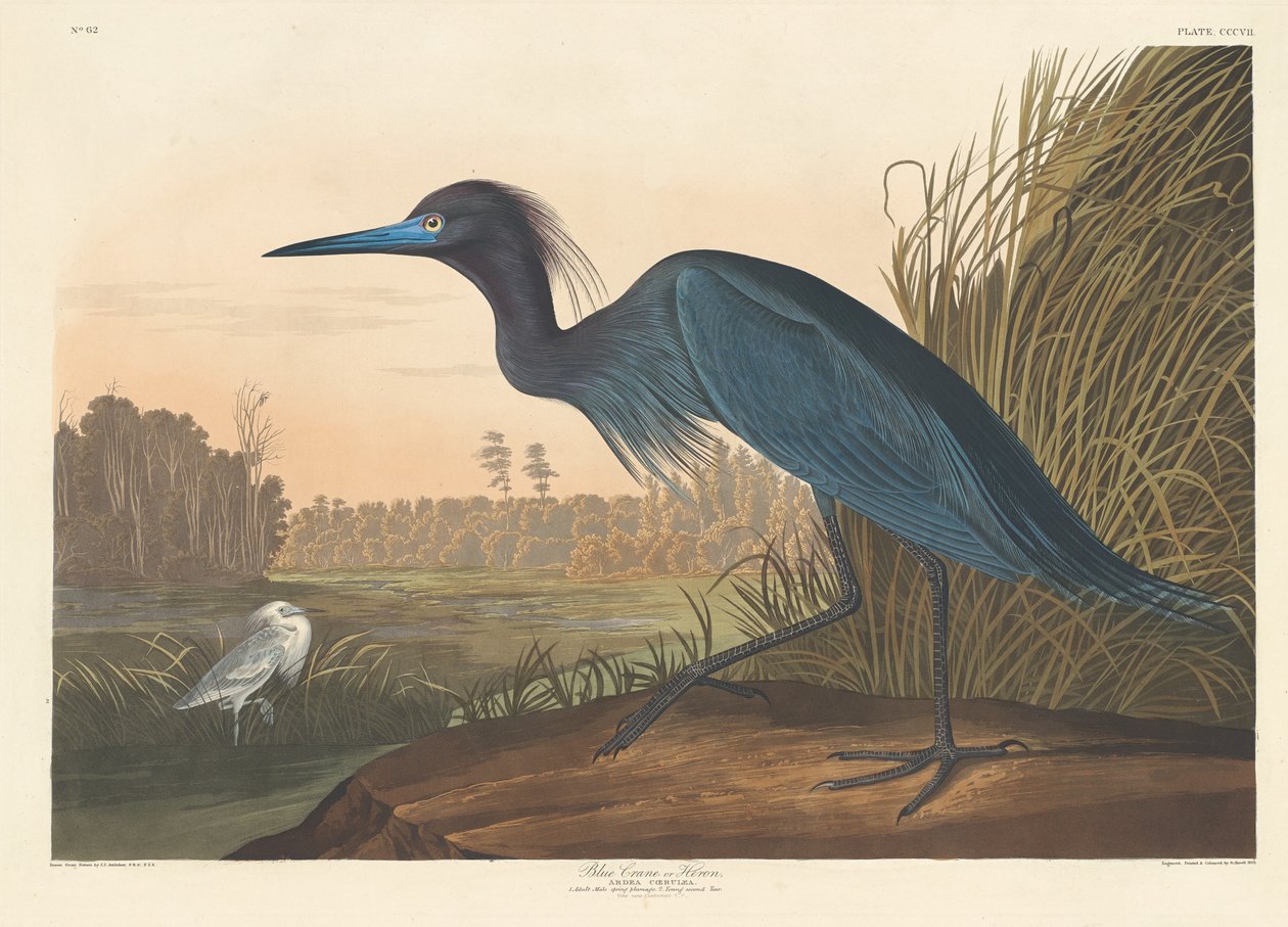 Gru blu o airone da Robert Havell after John James Audubon