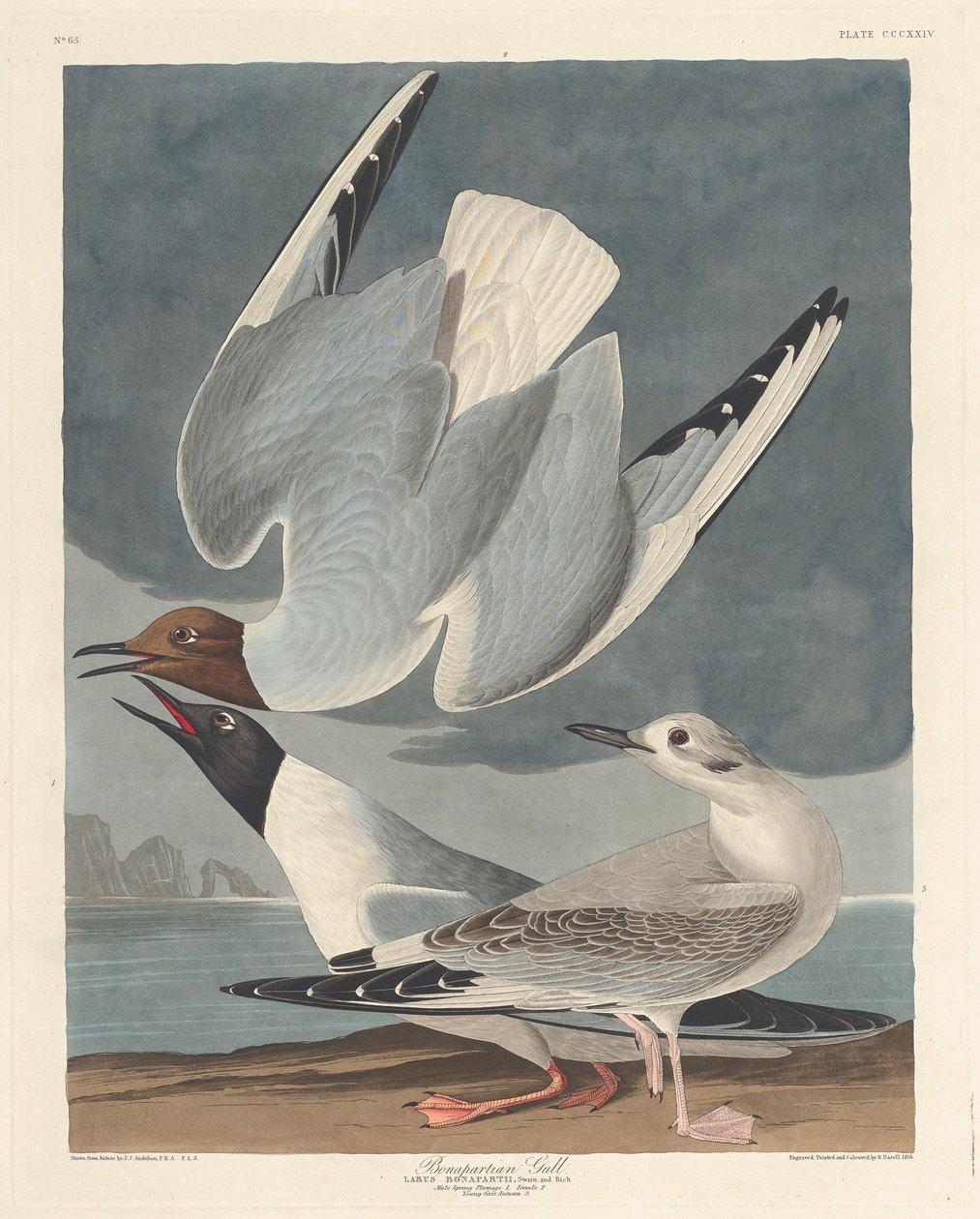 Gabbiano Bonapartiano da Robert Havell after John James Audubon
