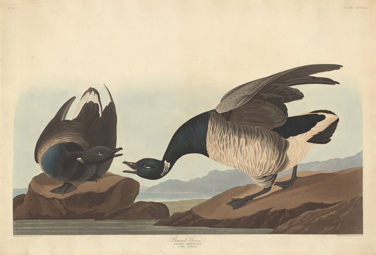 Oca Brant da Robert Havell after John James Audubon