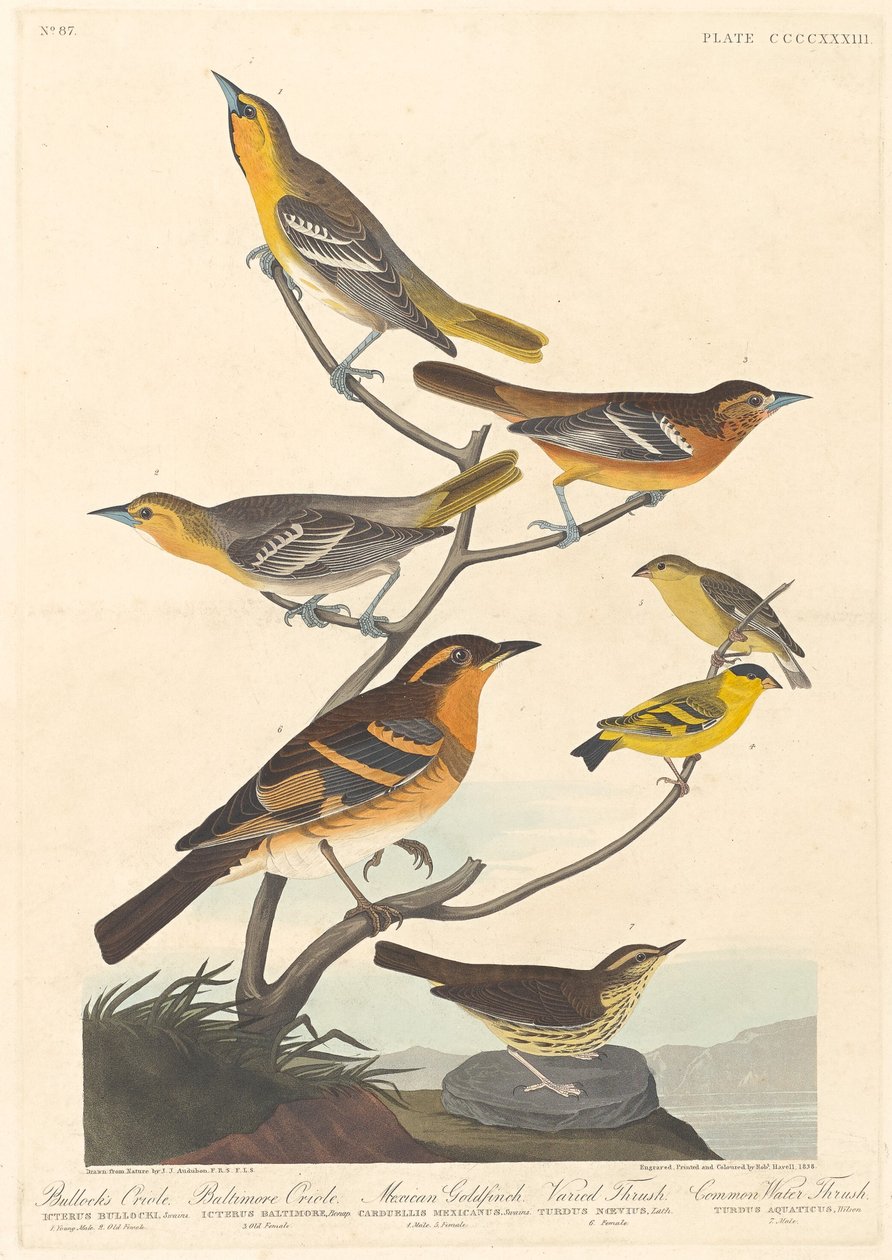 Oriolo di Bullock, Oriolo di Baltimora, Cardellino messicano e Tordo variegato da Robert Havell after John James Audubon