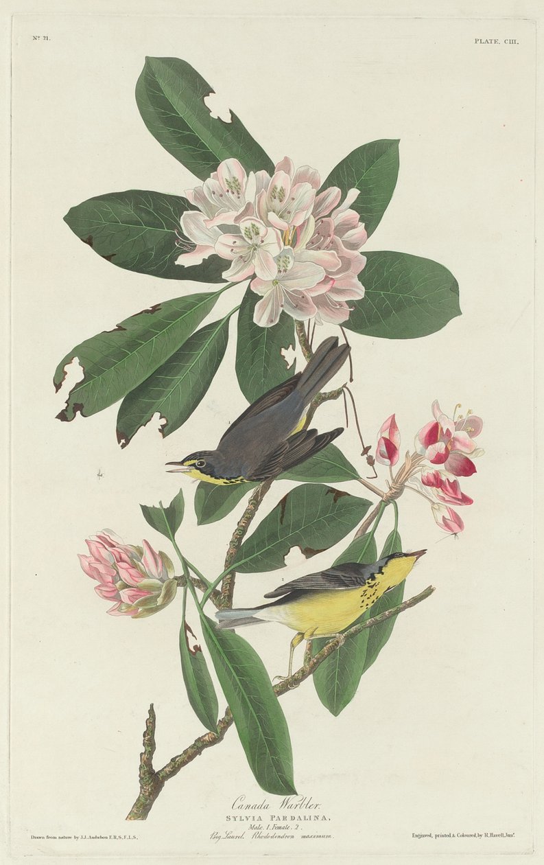 Parula del Canada da Robert Havell after John James Audubon