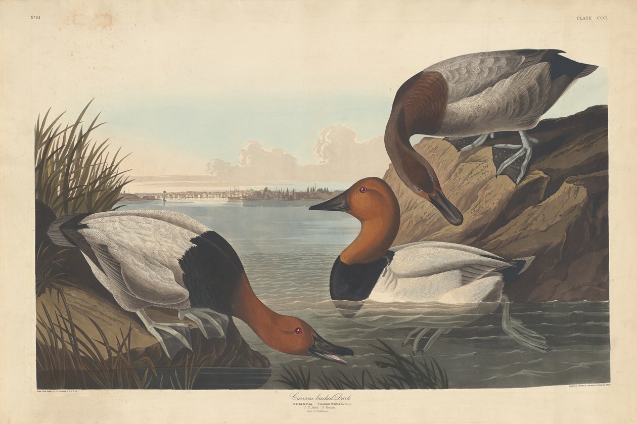 Anatra dal dorso di tela da Robert Havell after John James Audubon