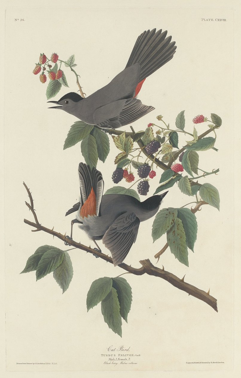 Uccello gatto da Robert Havell after John James Audubon