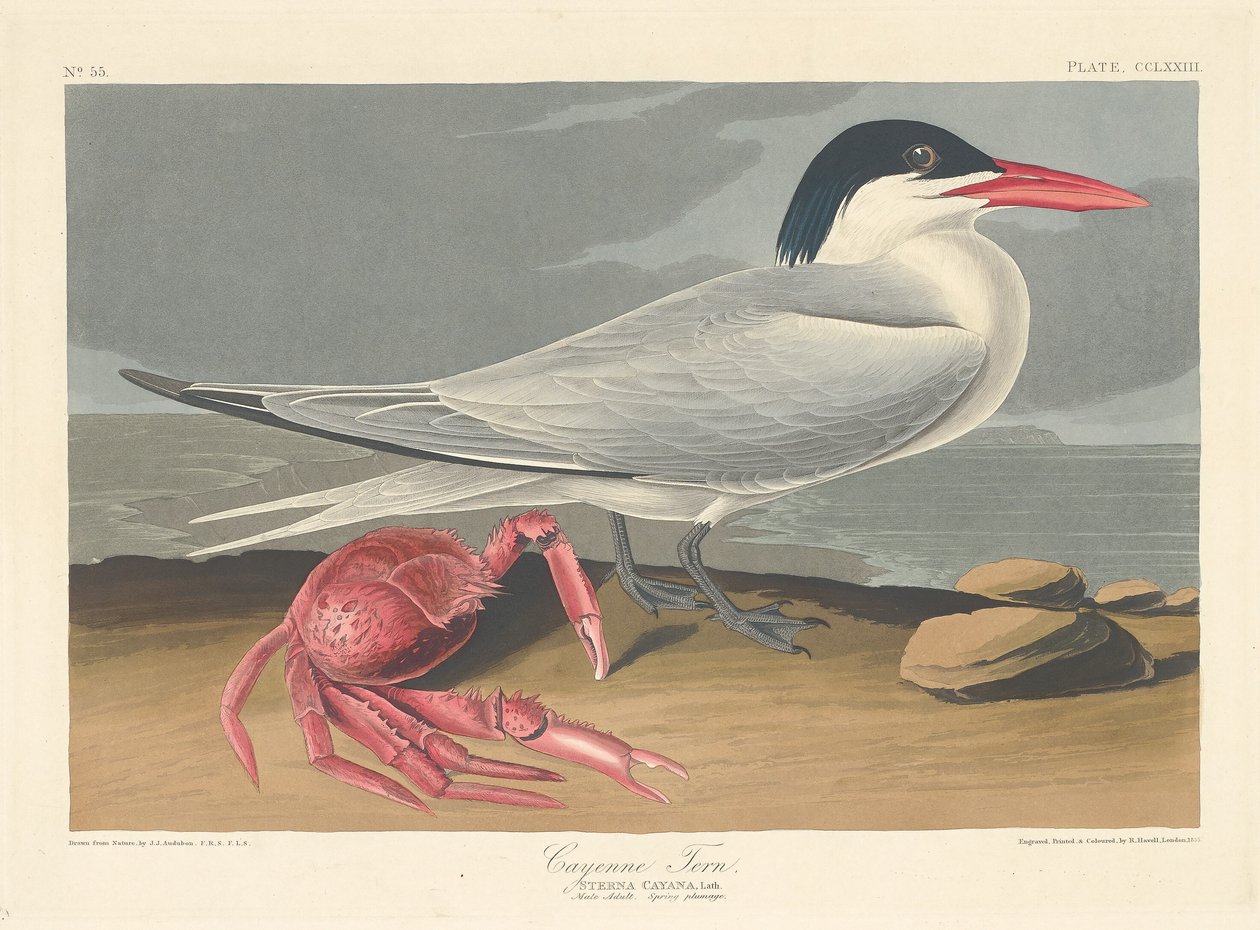 Sterna di Cayenna da Robert Havell after John James Audubon