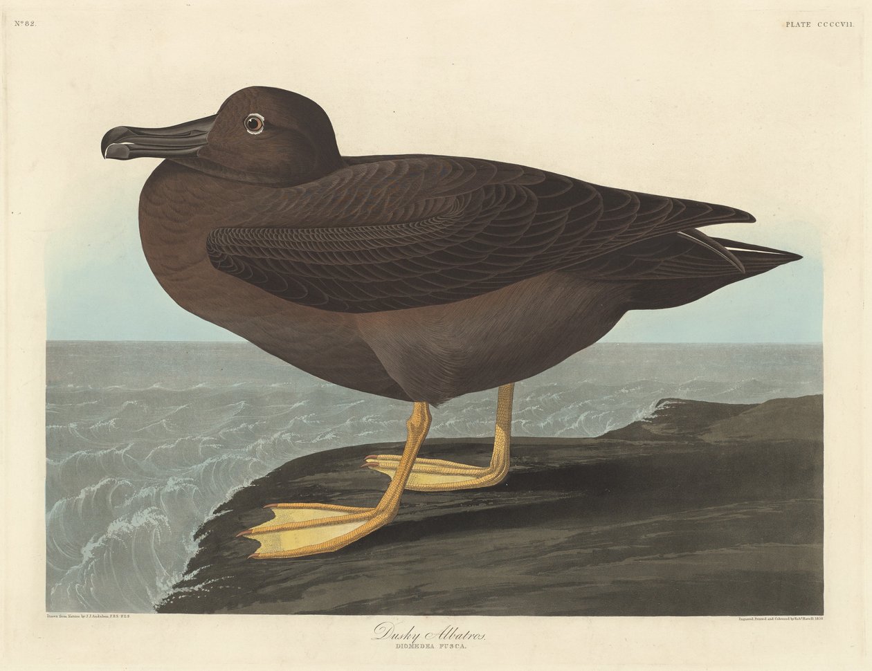 Albatros scuro da Robert Havell after John James Audubon