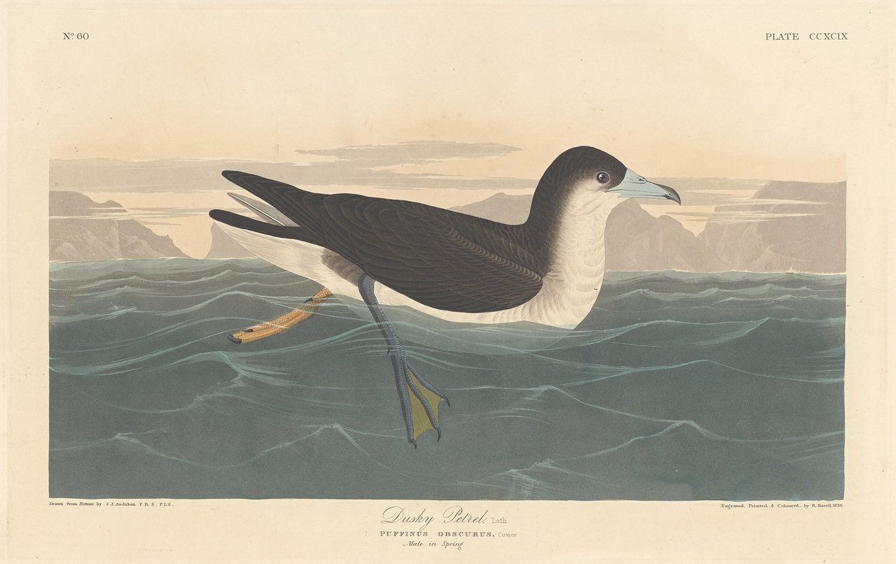 Petrello scuro da Robert Havell after John James Audubon