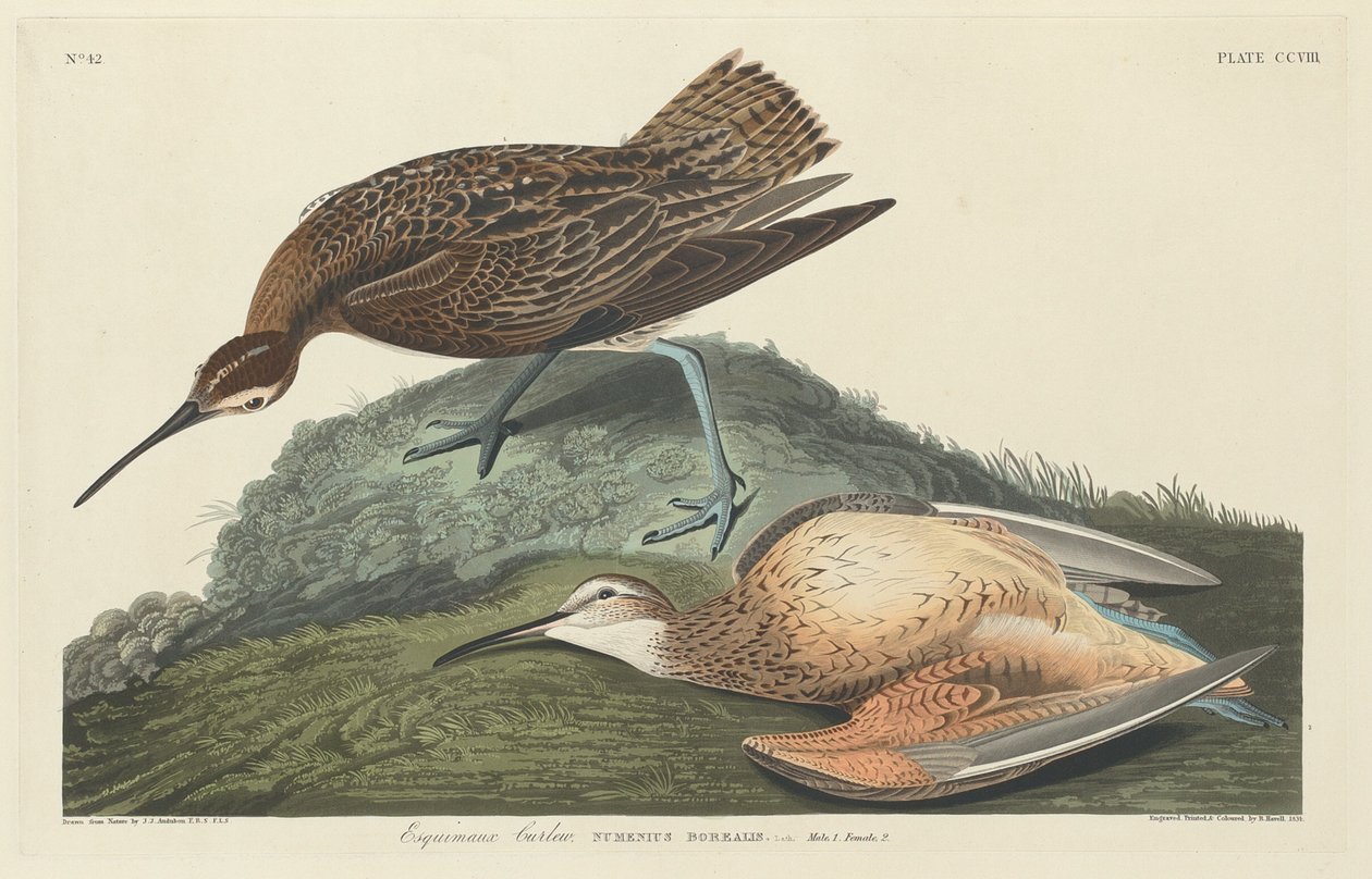 Chiurlo esquimese da Robert Havell after John James Audubon