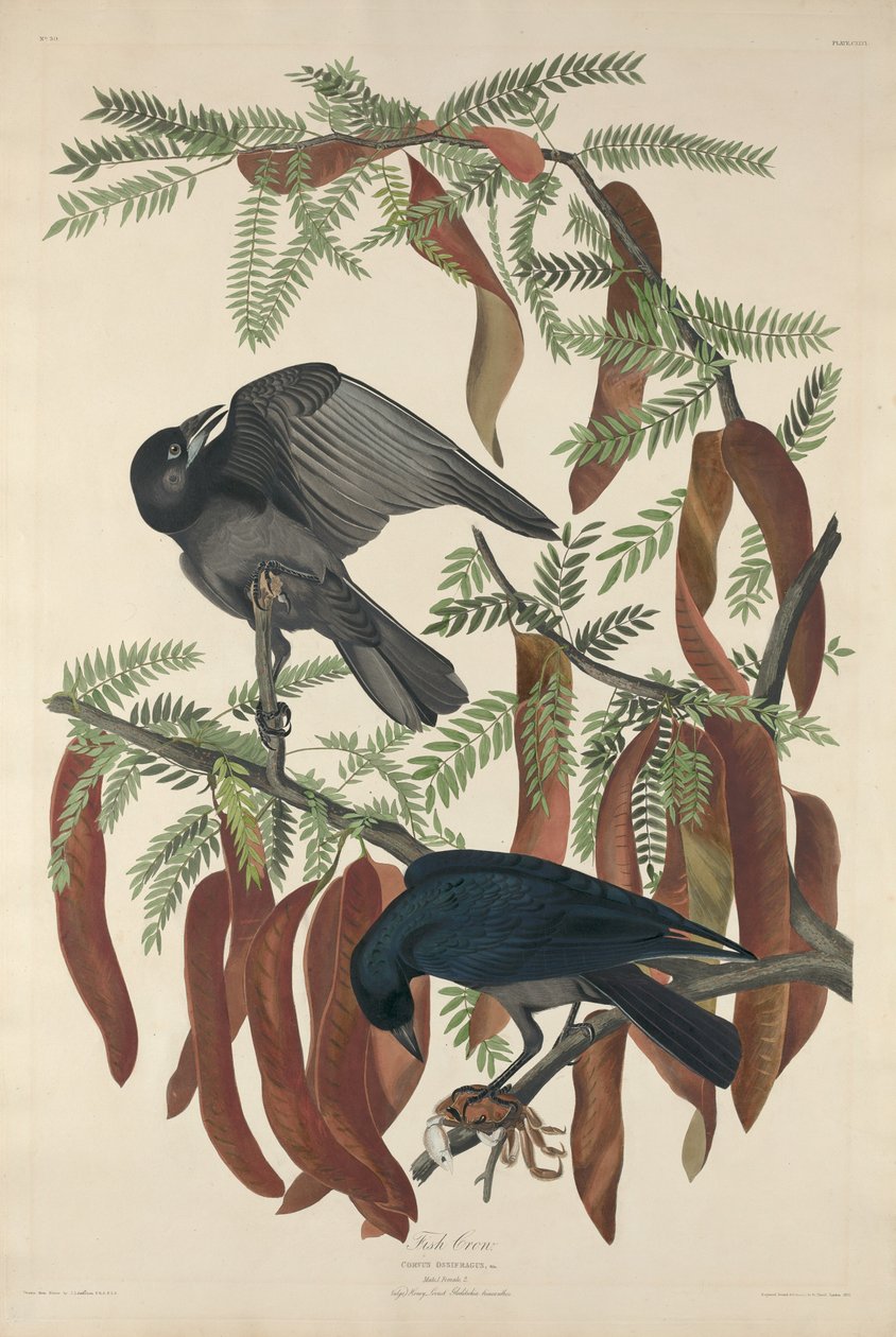 Corvo pescatore da Robert Havell after John James Audubon