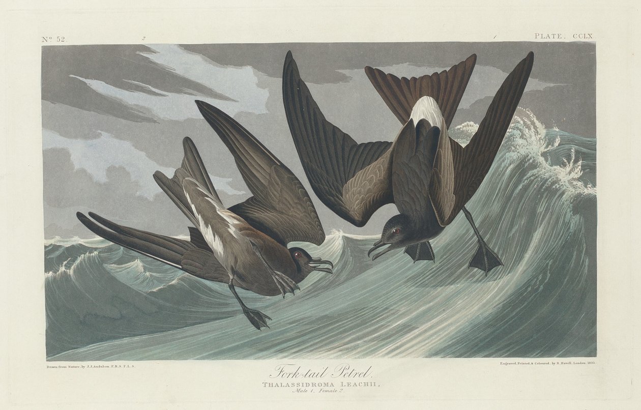 Petrello codaforcuta da Robert Havell after John James Audubon