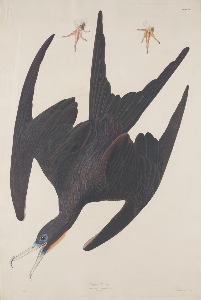 Fregata Pelican da Robert Havell after John James Audubon