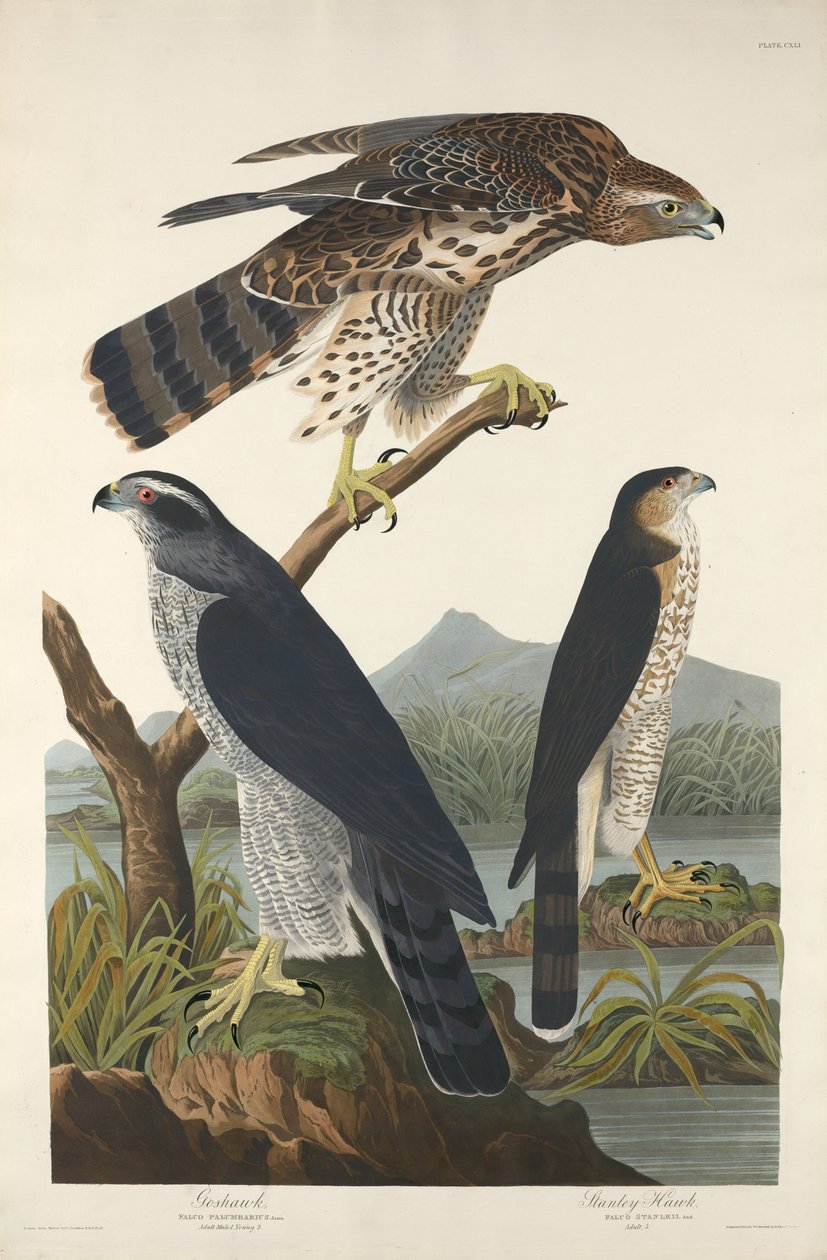 Astore e falco di Stanley da Robert Havell after John James Audubon