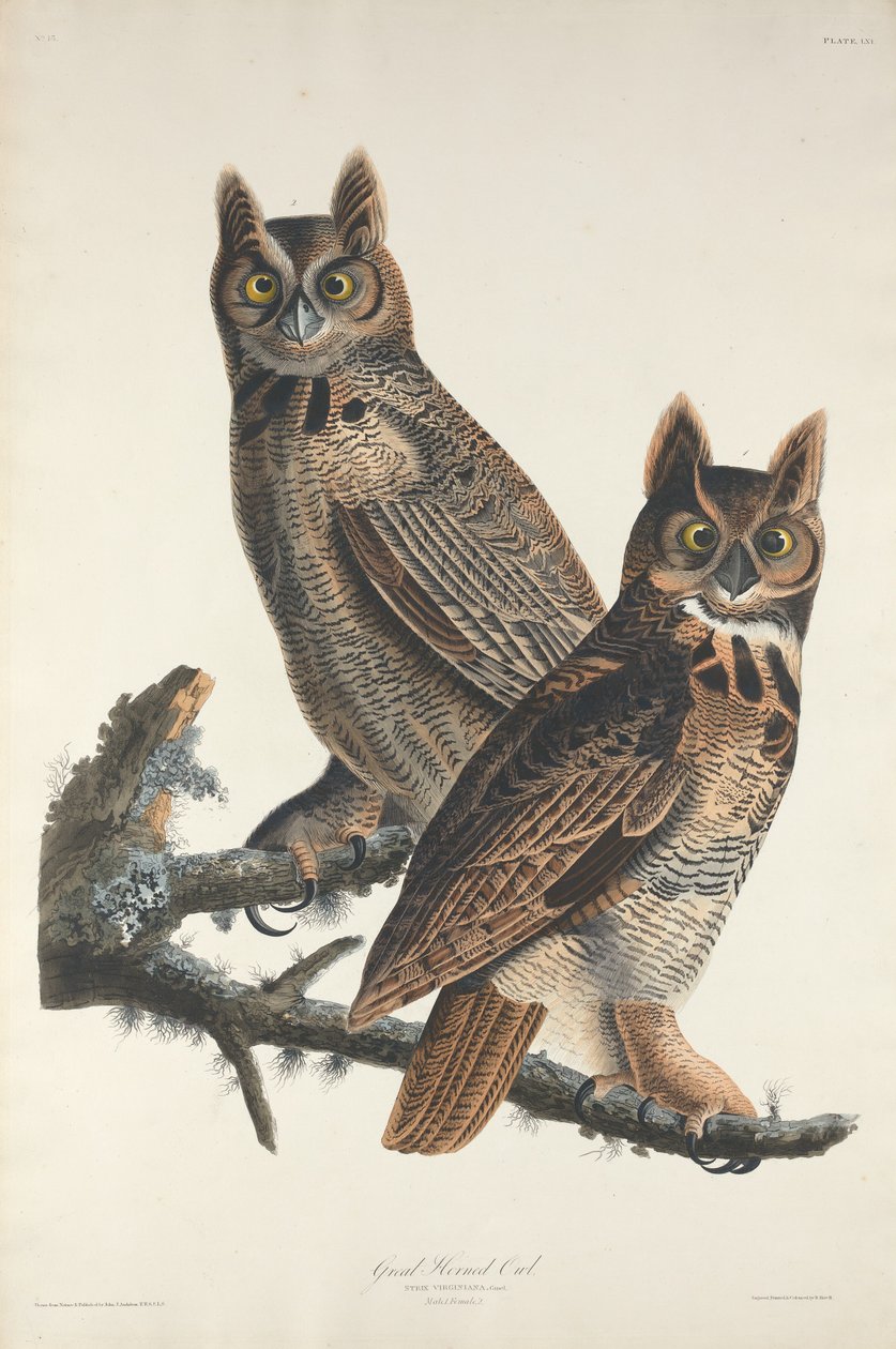 Gufo della Virginia da Robert Havell after John James Audubon