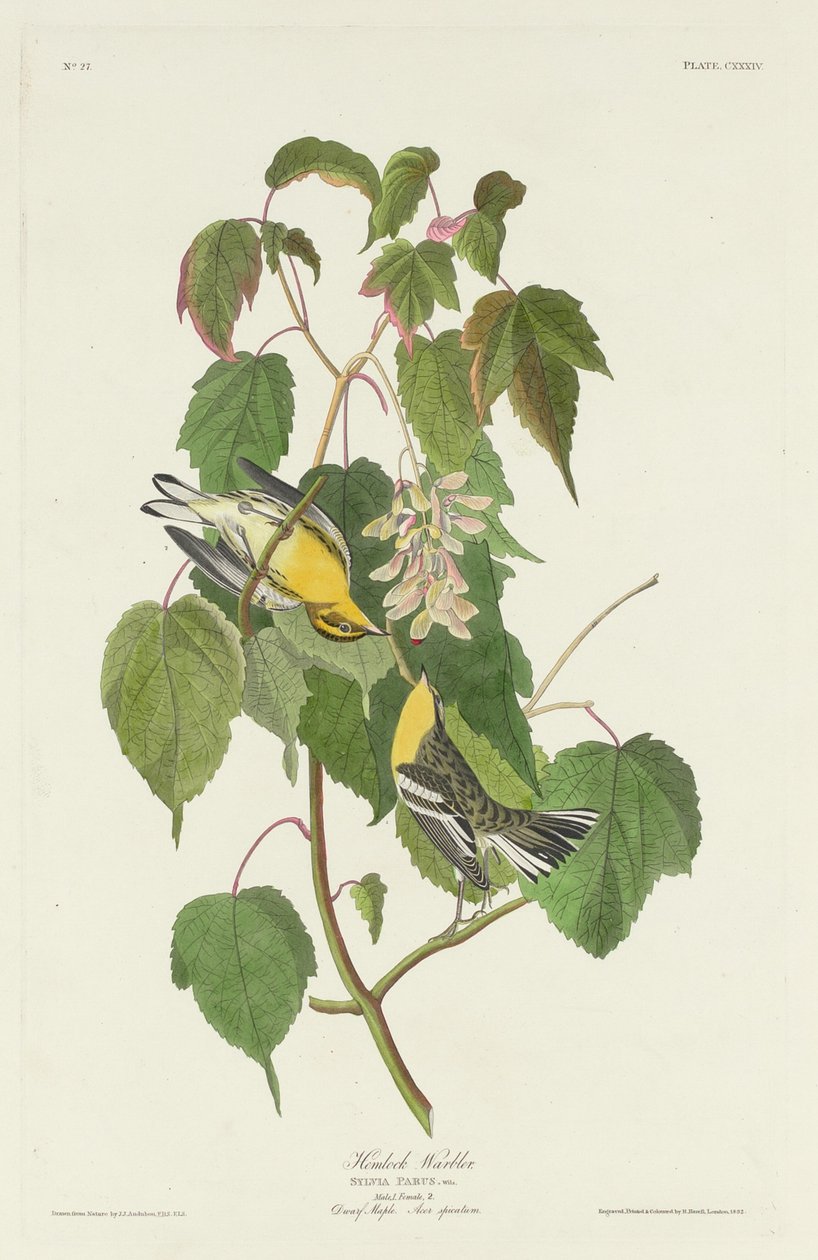 Parula di Hemlock da Robert Havell after John James Audubon