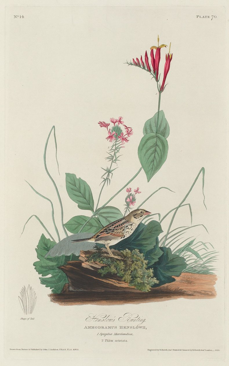 Zigolo di Henslow da Robert Havell after John James Audubon