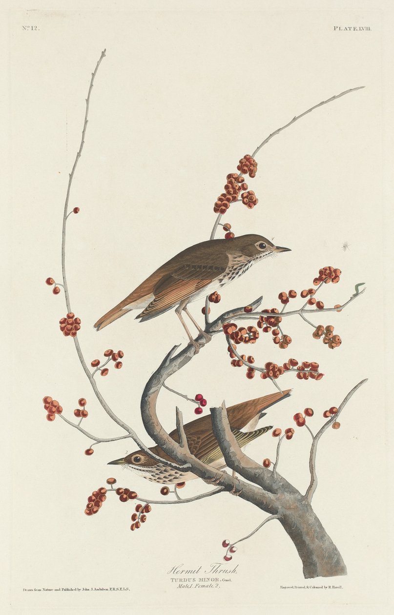 Tordo Eremita da Robert Havell after John James Audubon