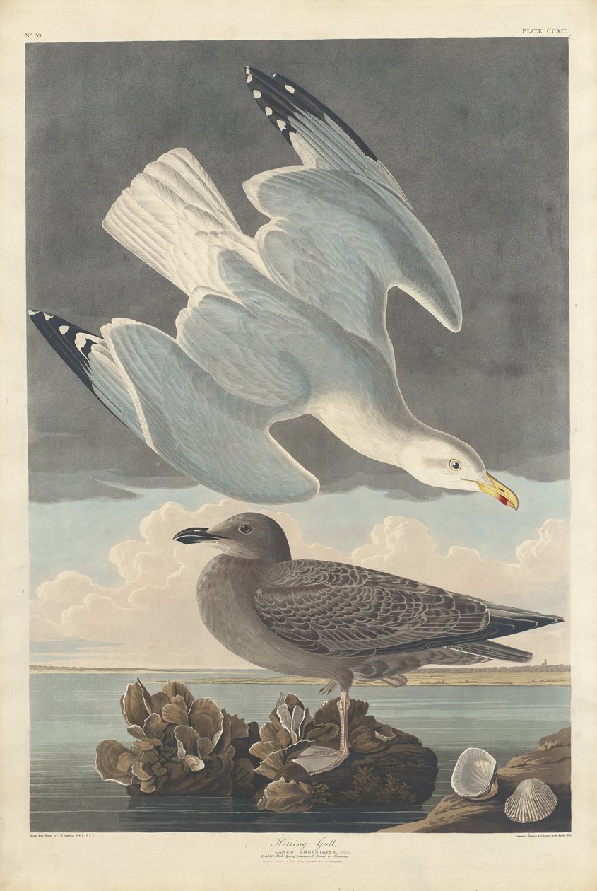 Gabbiano reale da Robert Havell after John James Audubon
