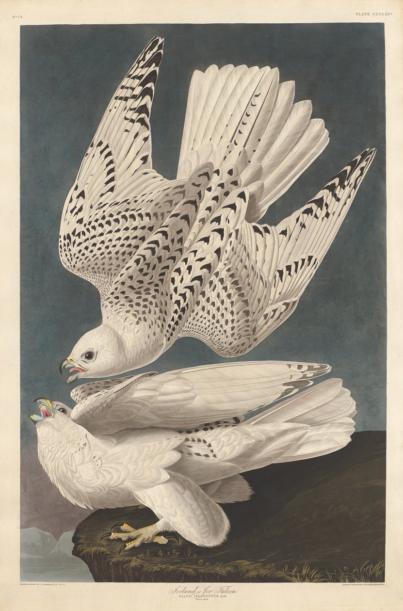Falco islandese o Jer da Robert Havell after John James Audubon
