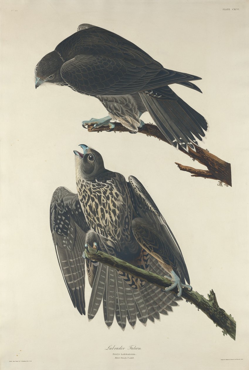 Falco Labrador da Robert Havell after John James Audubon