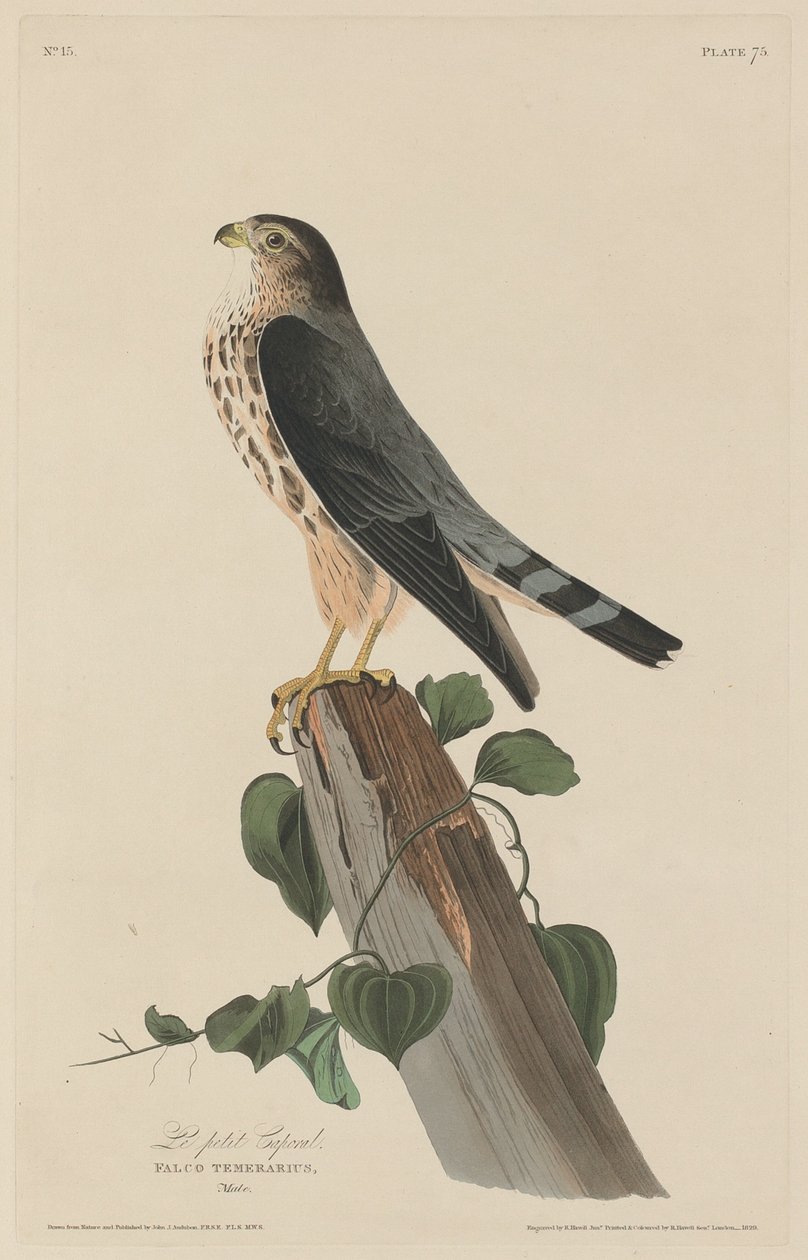 Il Piccolo Caporale da Robert Havell after John James Audubon