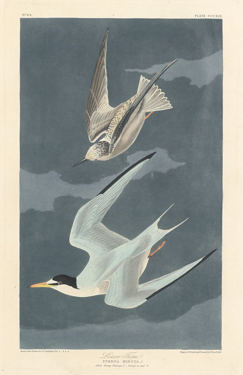 Sterna Minore da Robert Havell after John James Audubon