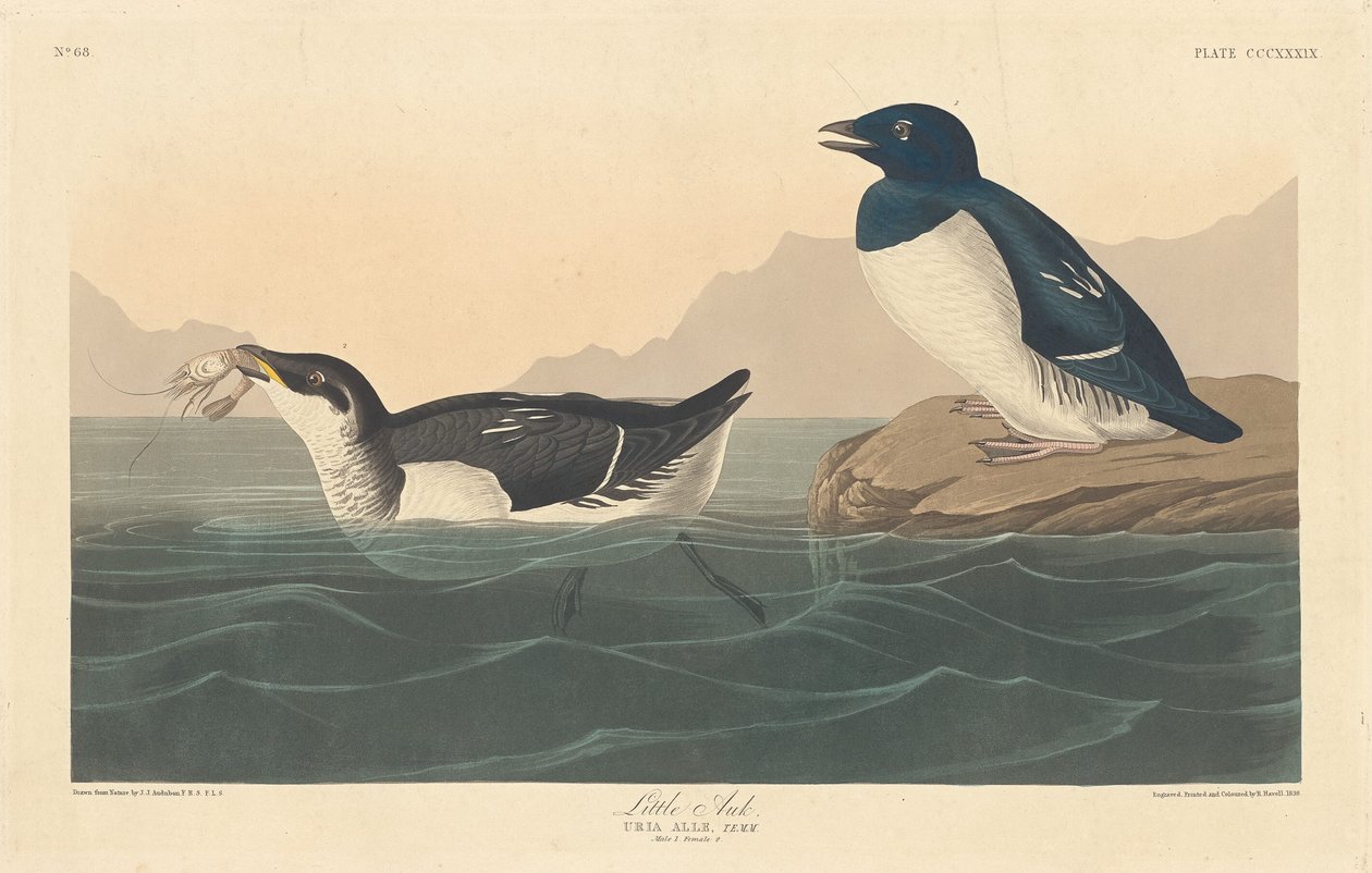 Piccolo alca da Robert Havell after John James Audubon