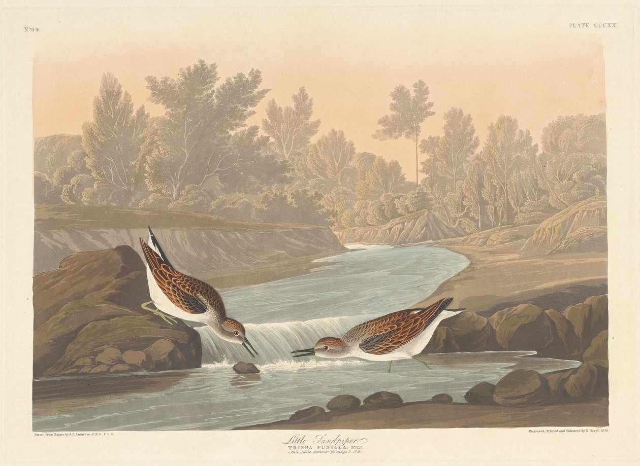 Piccolo piro piro da Robert Havell after John James Audubon