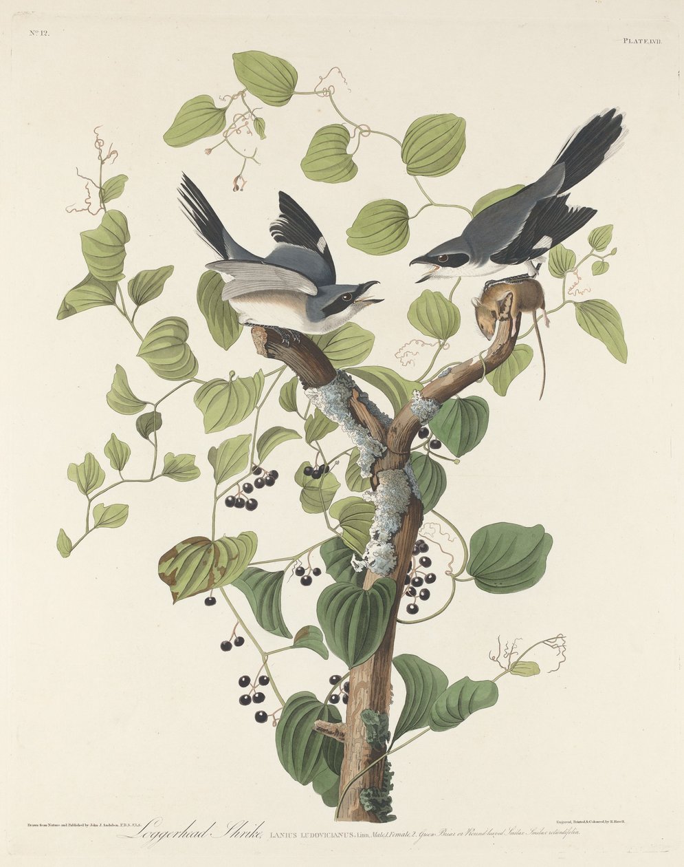 Averla maggiore da Robert Havell after John James Audubon