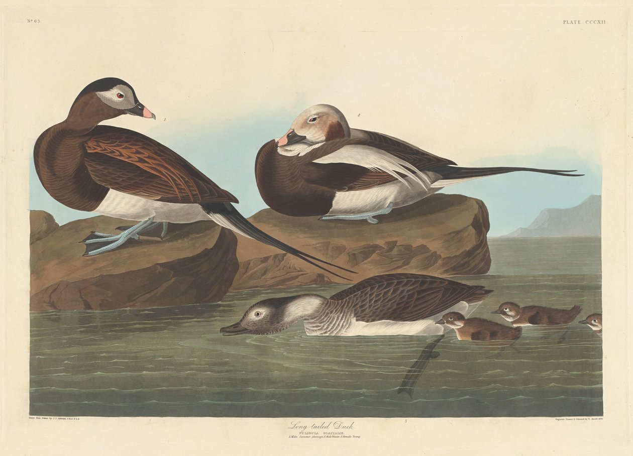 Anatra dalla coda lunga da Robert Havell after John James Audubon