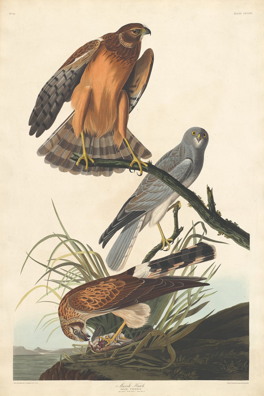Falco di palude da Robert Havell after John James Audubon