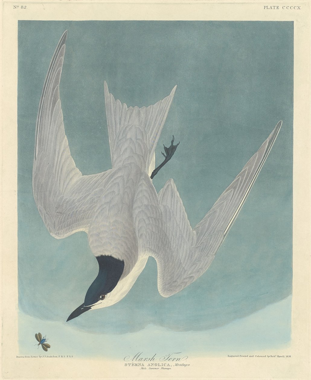 Sterna di palude da Robert Havell after John James Audubon