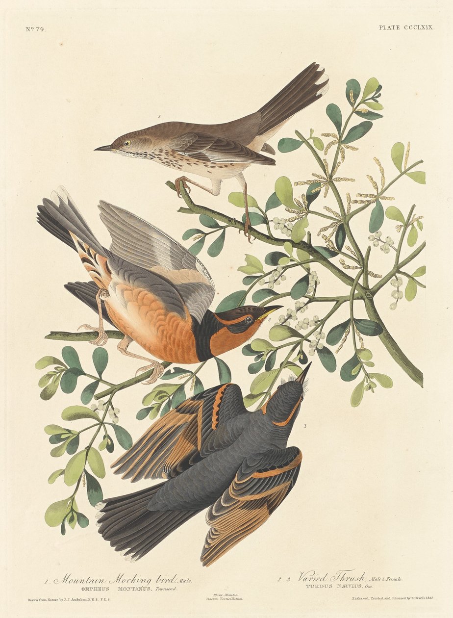 Uccello Beffardo di Montagna e Tordo Variato da Robert Havell after John James Audubon