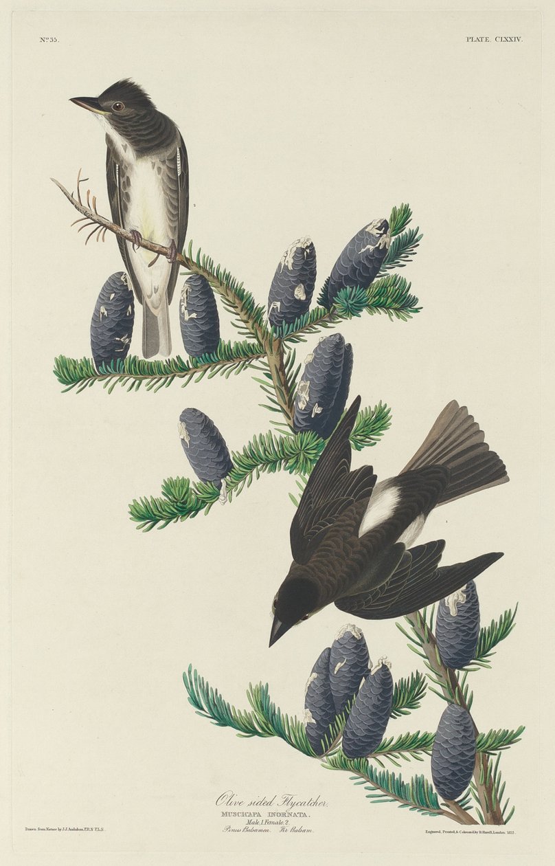 Pigliamosche dai fianchi olivastri da Robert Havell after John James Audubon