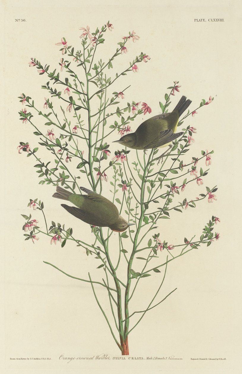 Parula coronata arancione da Robert Havell after John James Audubon