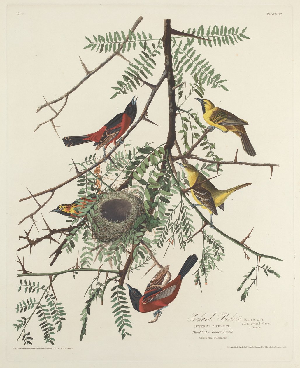 Oriolo del frutteto da Robert Havell after John James Audubon
