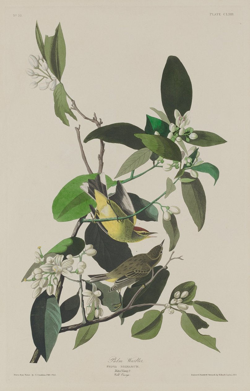 Parula delle palme da Robert Havell after John James Audubon