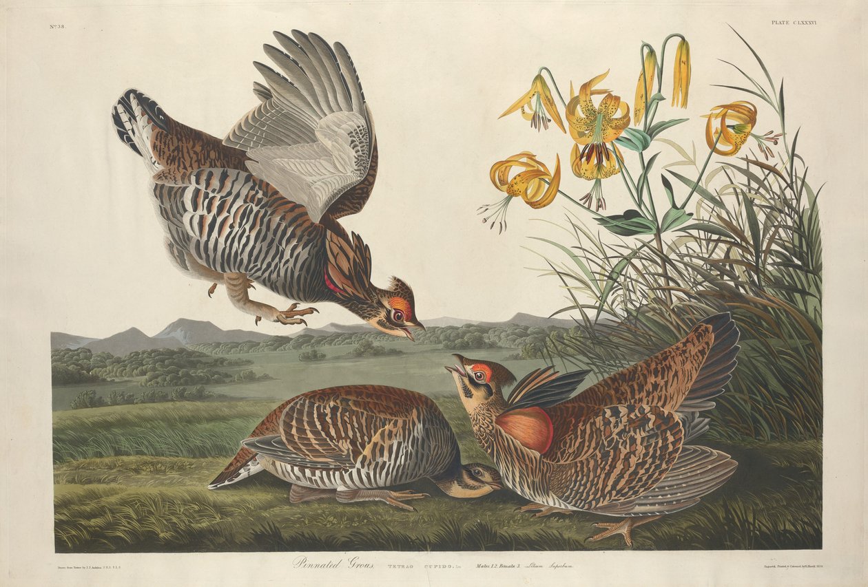 Gallo pinnato da Robert Havell after John James Audubon