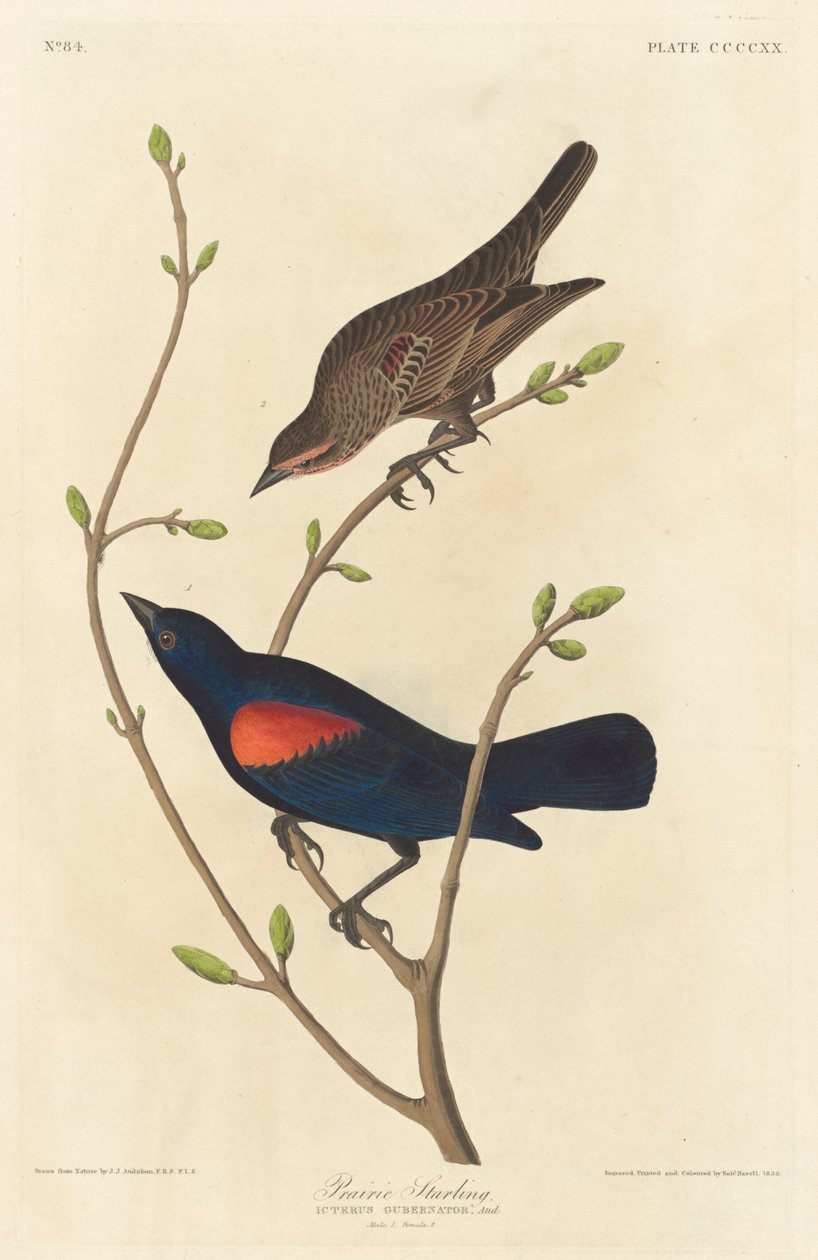 Storno delle praterie da Robert Havell after John James Audubon