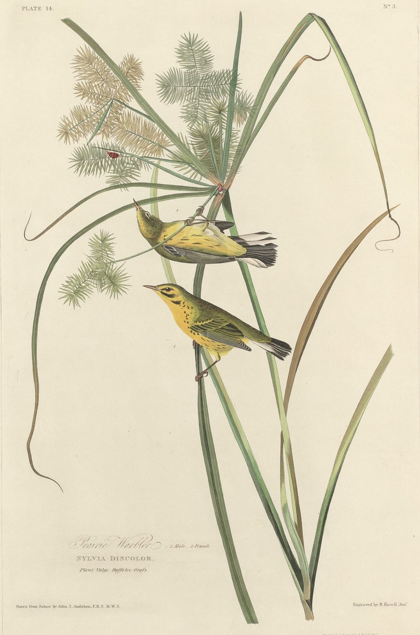 Parula delle Praterie da Robert Havell after John James Audubon