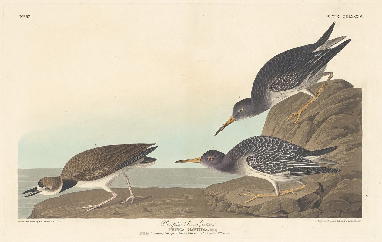 Piro piro violetto da Robert Havell after John James Audubon