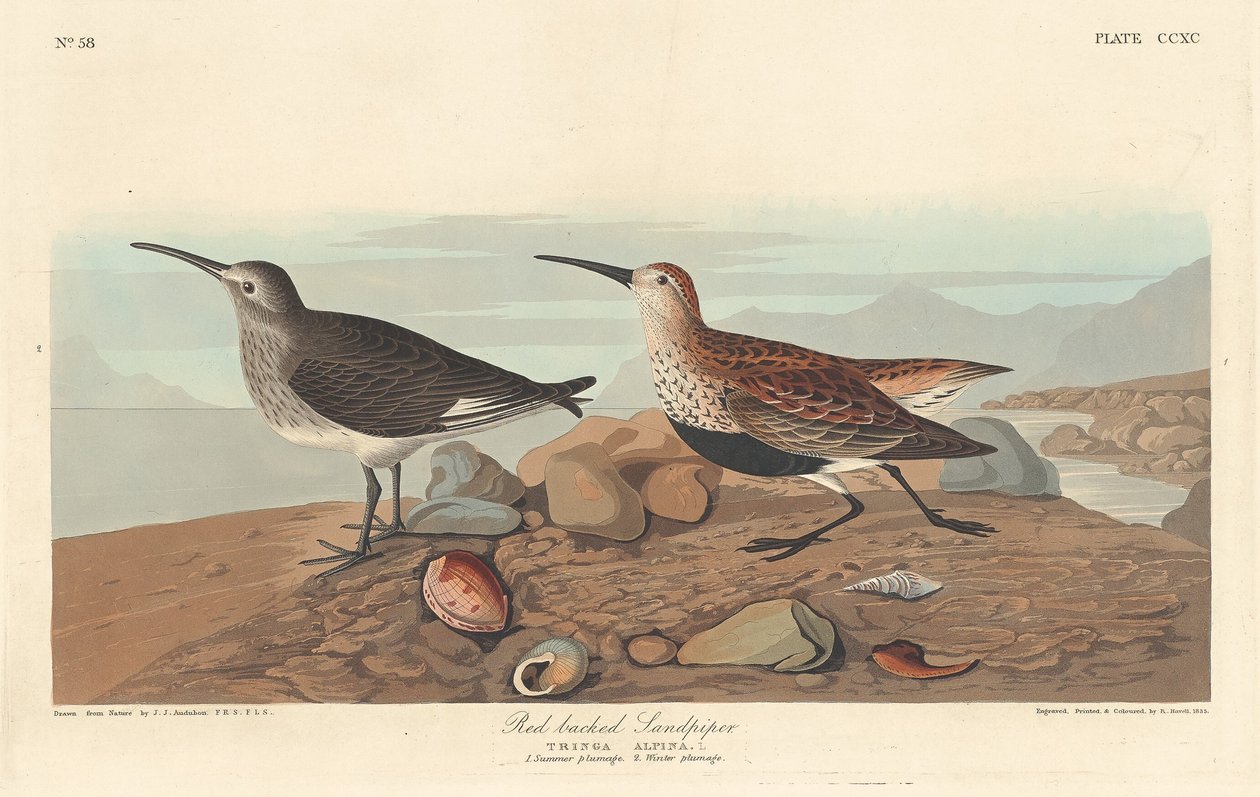 Piro-piro pettorosso da Robert Havell after John James Audubon