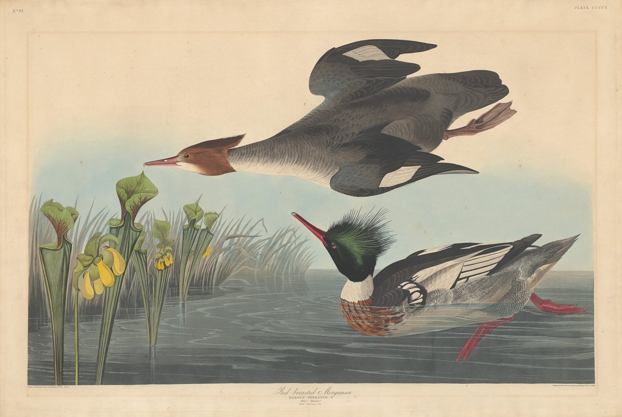 Smergo dal petto rosso da Robert Havell after John James Audubon