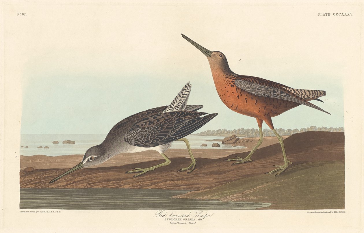 Pettegola dal petto rosso da Robert Havell after John James Audubon